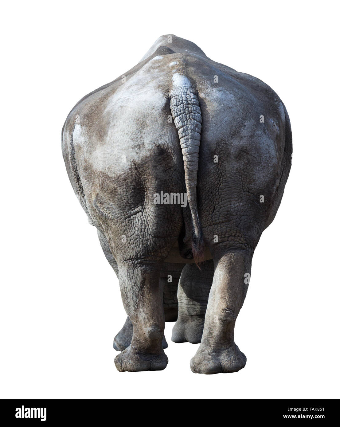 Rinoceronte bianco(Ceratotherium simum). Isolato su bianco Foto Stock