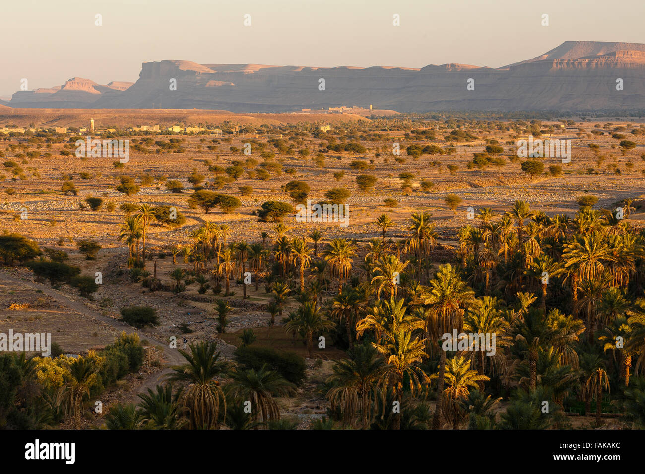 Palm Tree e acacia. Nkob. Il Marocco. Il Nord Africa. Foto Stock