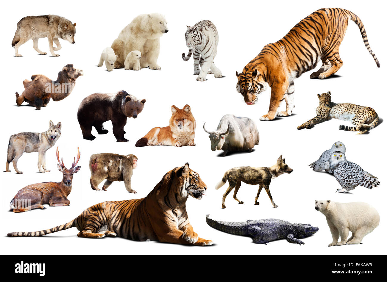 Tiger e altra fauna asiatica. Isolato su sfondo bianco Foto Stock