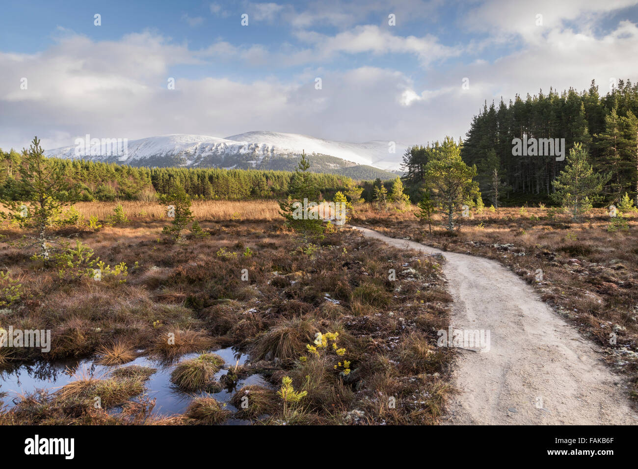 Bog paesaggio alle Uath Lochan in Glen Feshie, Scozia. Foto Stock