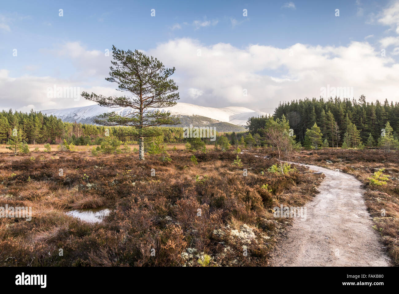 Bog paesaggio alle Uath Lochan in Glen Feshie, Scozia. Foto Stock