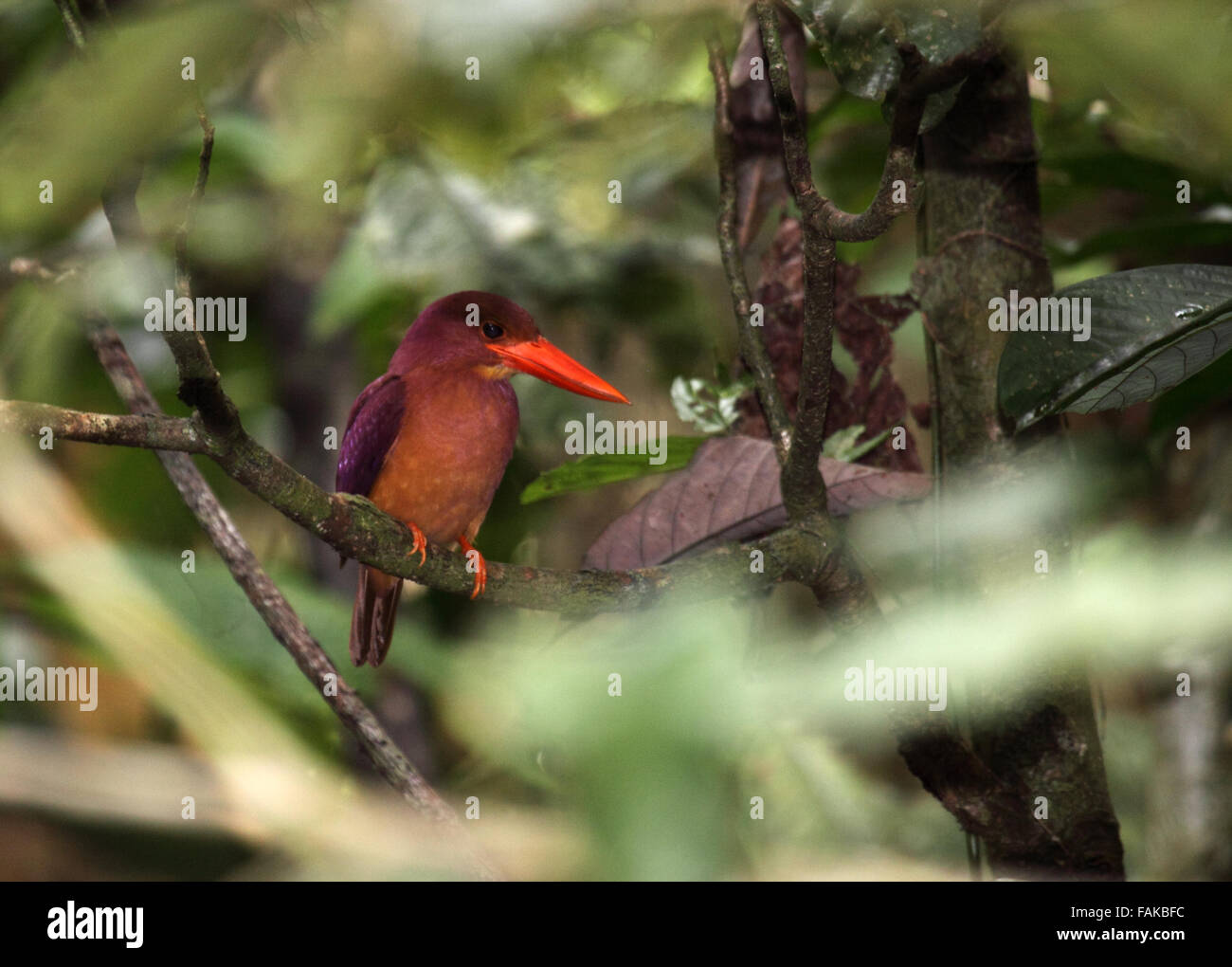 Ruddy kingfisher appollaiato sul ramo a Sabah Borneo Foto Stock