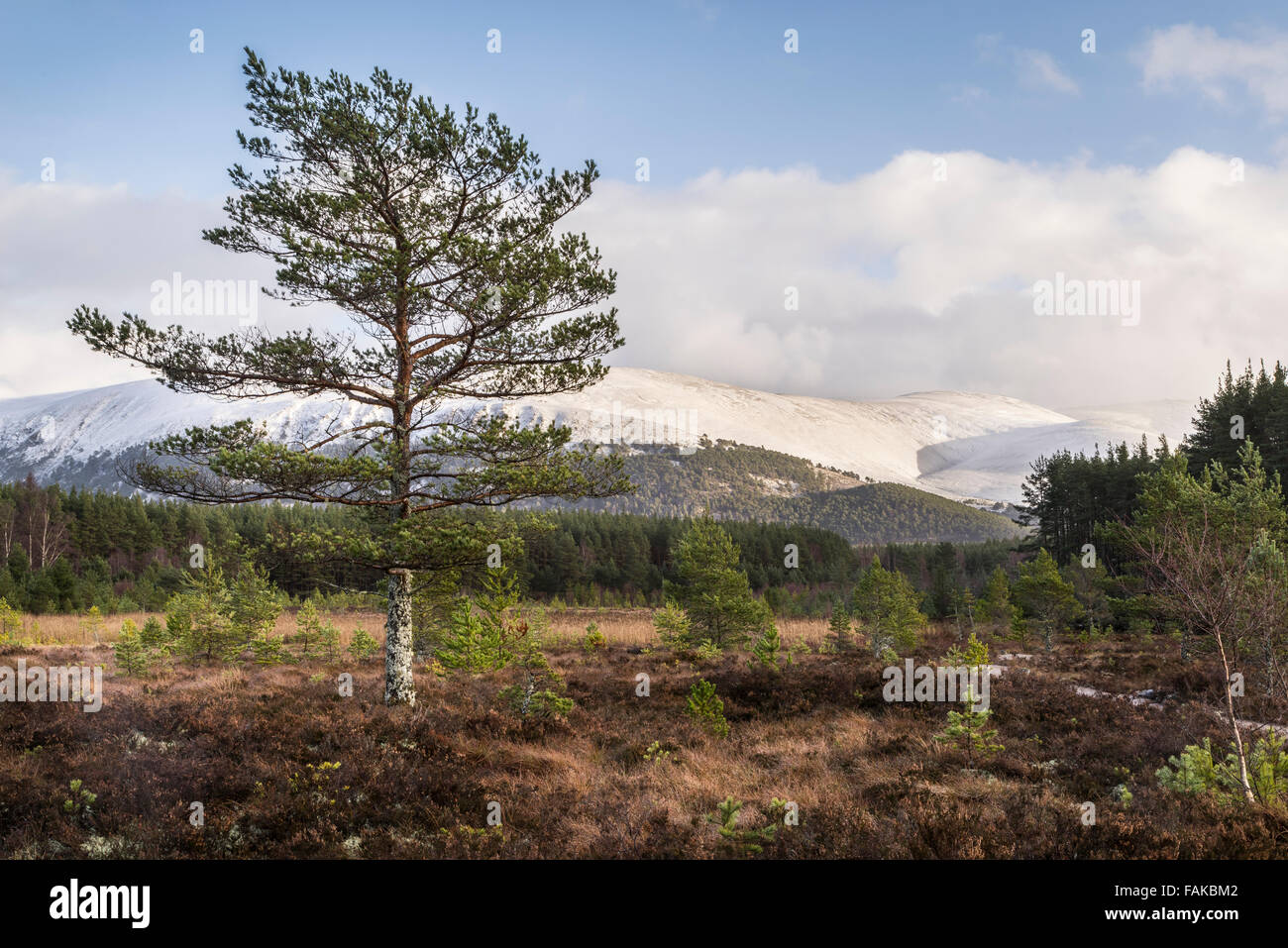 Bog paesaggio alle Uath Lochan in Glen Feshie, Scozia. Foto Stock