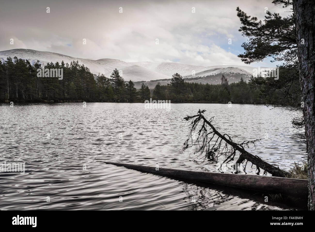 Uath Lochan & Cairngorms a Glen Feshie in Scozia. Foto Stock