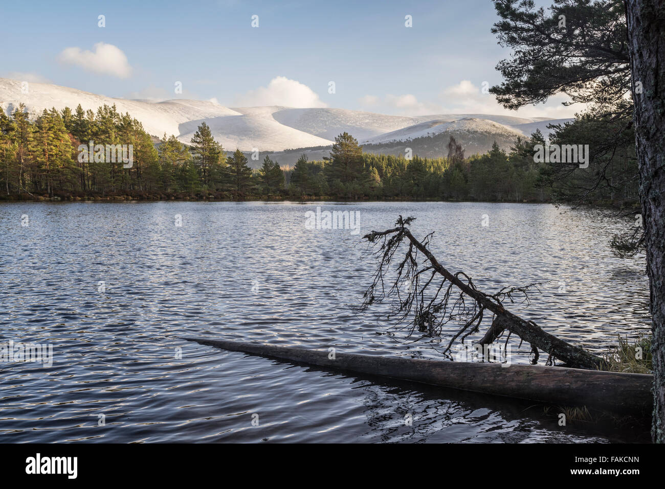 Uath Lochan & Cairngorms a Glen Feshie in Scozia. Foto Stock