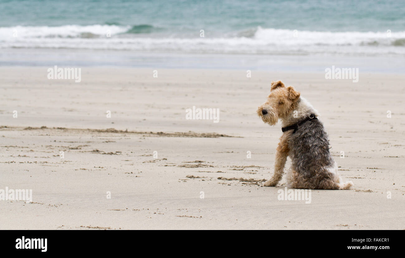 Un confine terrier dog sitter su una spiaggia deserta e curiosamente guardando sopra la sua spalla alla fotocamera. Foto Stock
