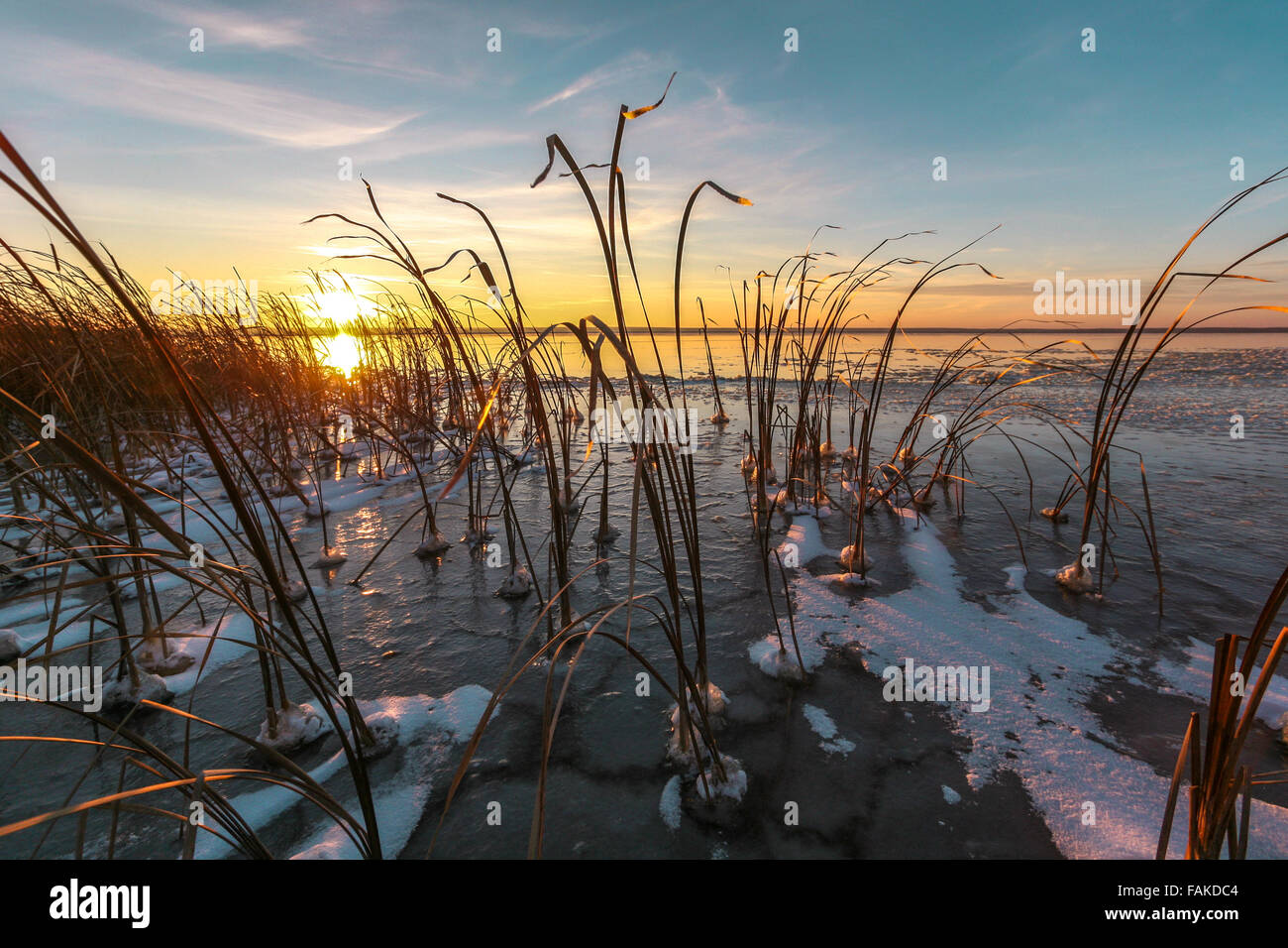 La canna congelato sulla riva del lago nella luce del tramonto Foto Stock