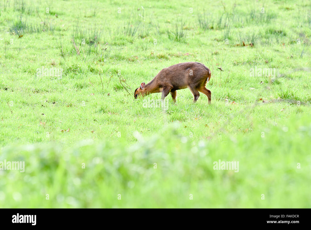 Un Muntjac deer pascolo Foto Stock