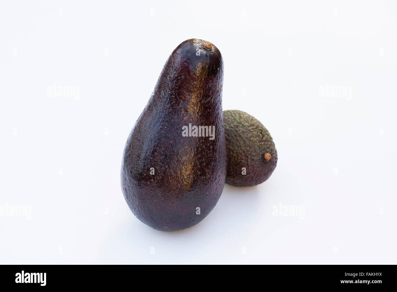 Persea americana. Avocado gigante accanto a una minore Hass avocado. Foto Stock