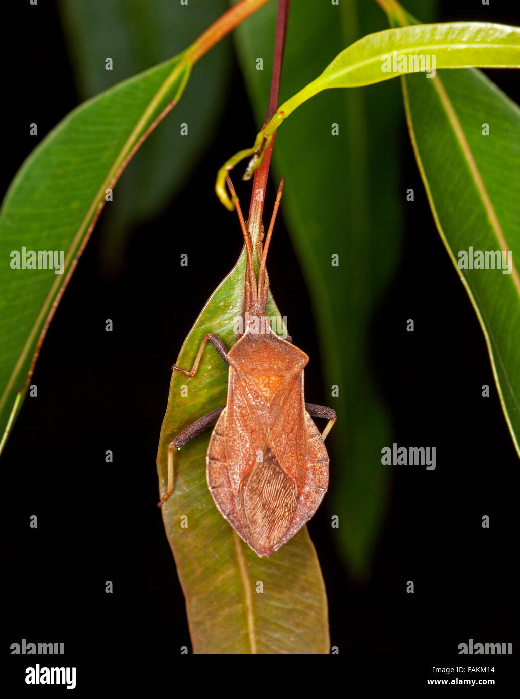 Australian marrone punta di eucalipto / gum tree / punta wilter / coreid bug Amorbus rhombifer sulla foglia verde su sfondo nero Foto Stock