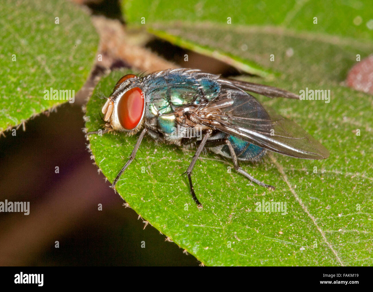 Close-up di soffiare fly, specie Neomyia con grandi occhi marroni, blu / corpo verde e le ali sulla Emerald foglia verde Foto Stock