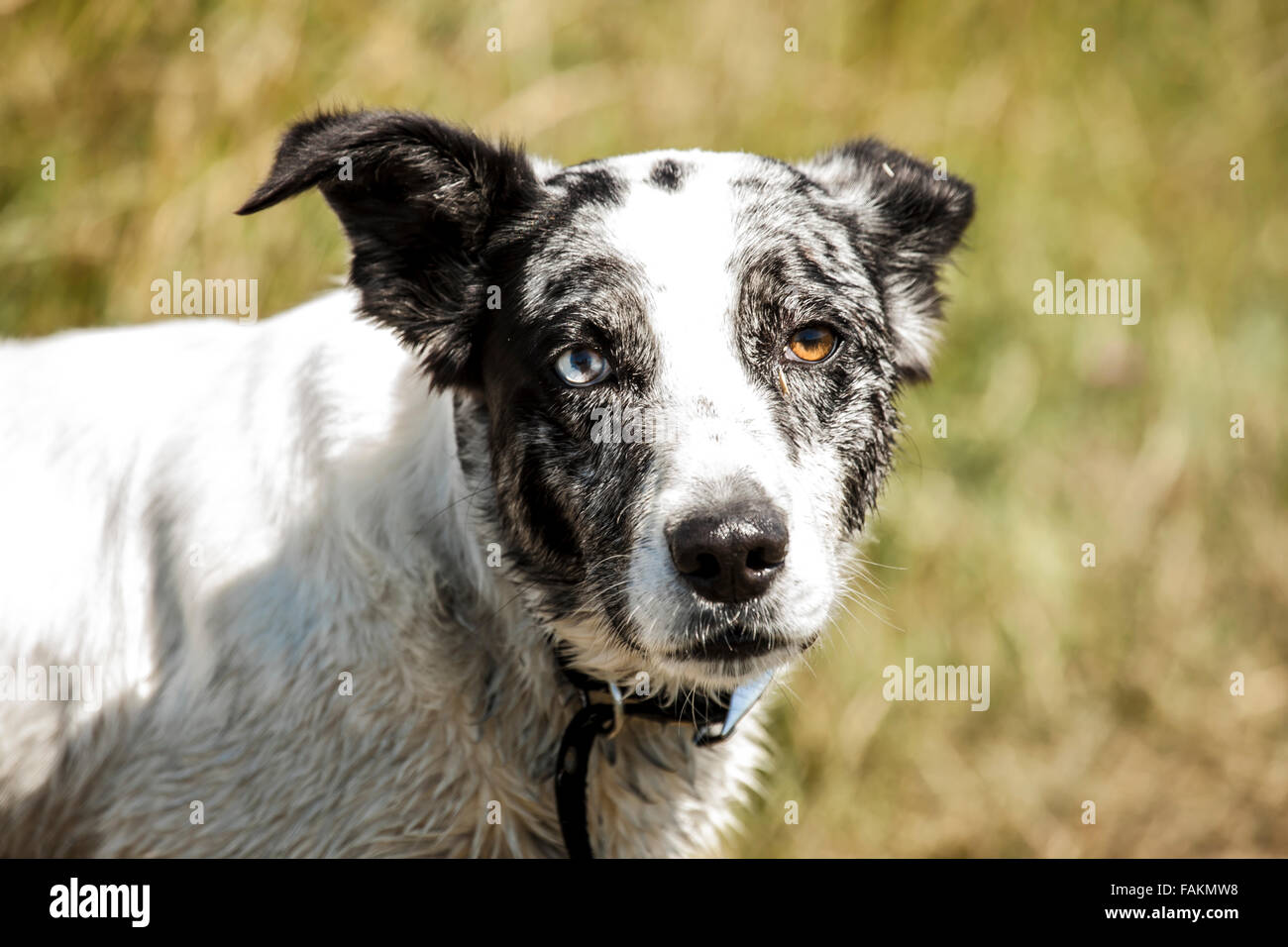 Bella vibrante eyed cane. Bel carattere dentro e fuori. Foto Stock