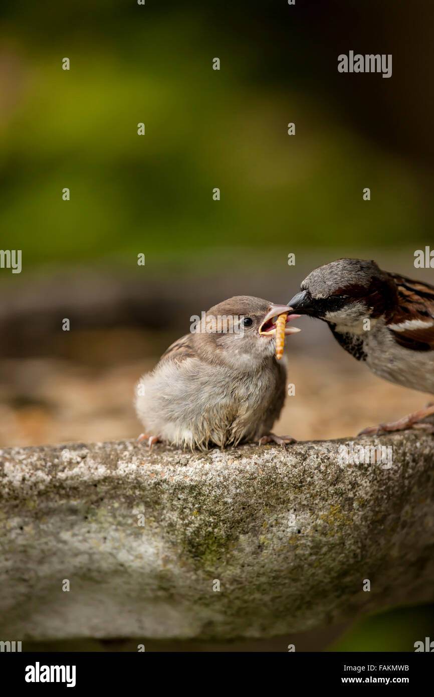 Passerotto nutriti con mealworm, prodotta dalla madre. Bella! Foto Stock