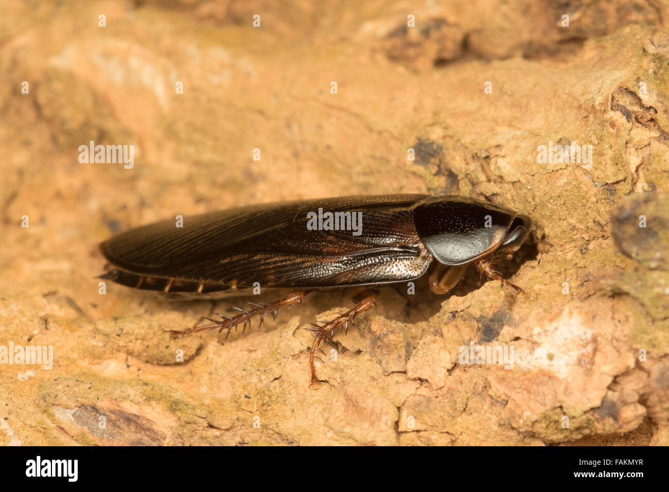 Blattodea scarafaggio. Blattodea è un ordine di insetti che attualmente unisce gli scarafaggi e le termiti. Foto Stock