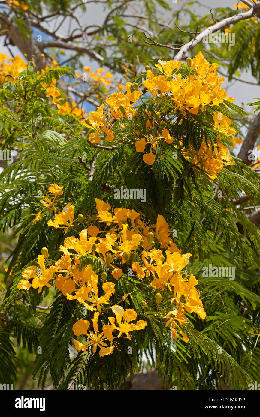 I cluster di vividi fiori gialli e foglie verdi di poinciana tree, Delonix regia var. flavida, rare varietà di alberi tropicali nel Giardino Australiano Foto Stock