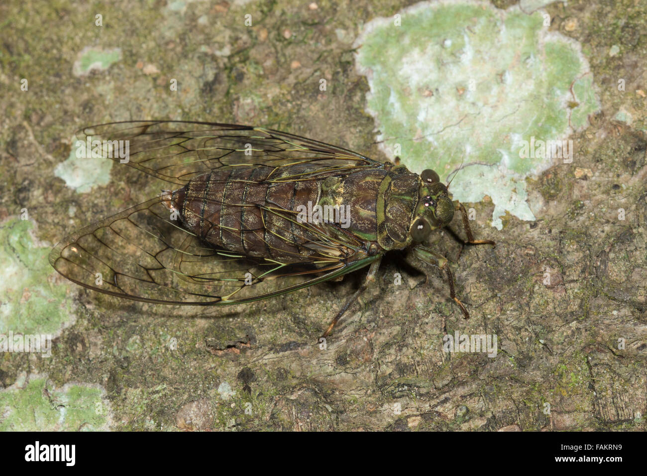 Cicale sono una superfamiglia, il Cicadoidea, di insetti nell'ordine Hemiptera Foto Stock