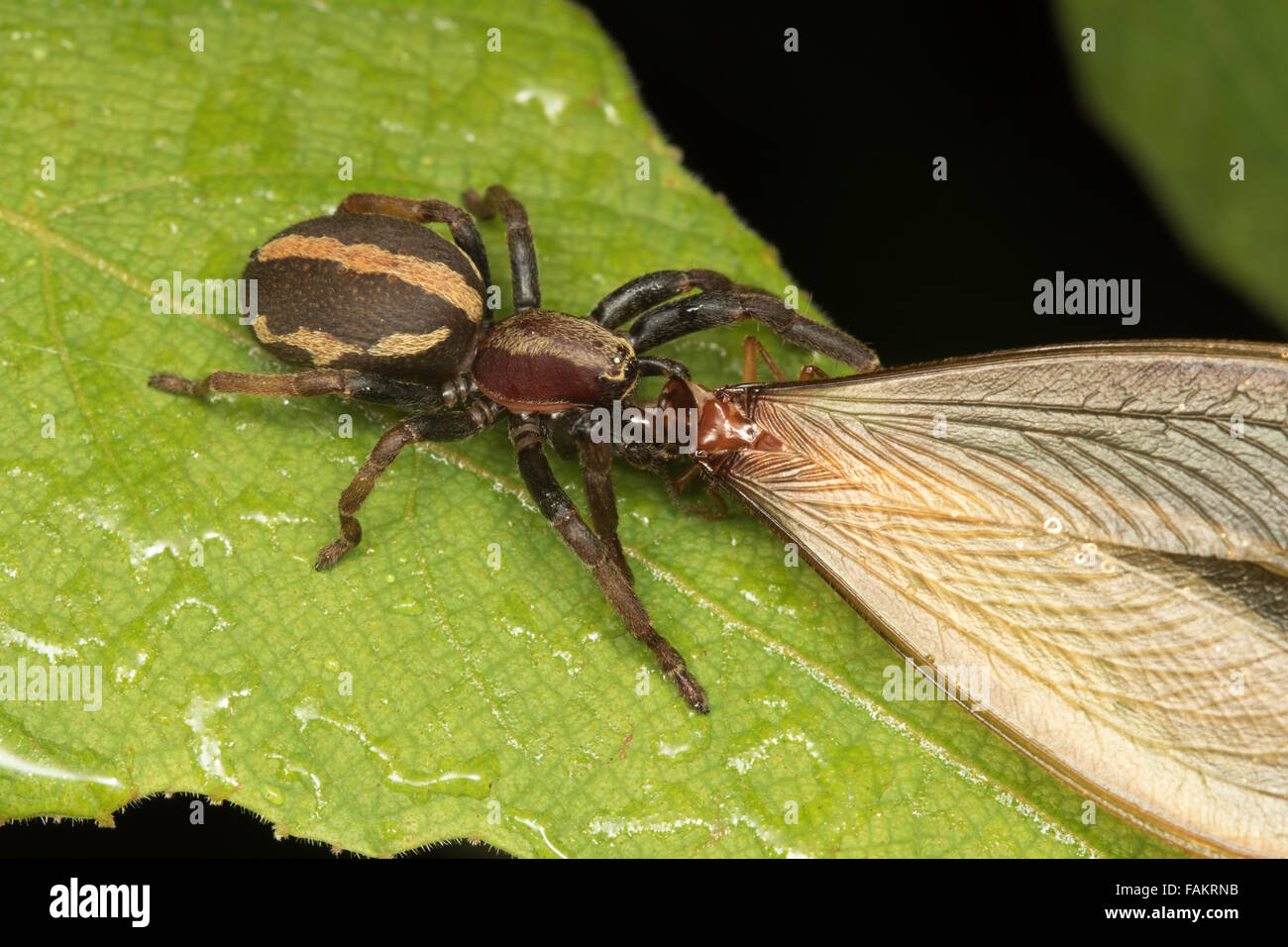 Il ragno tropicale di mangiare un termite Foto Stock