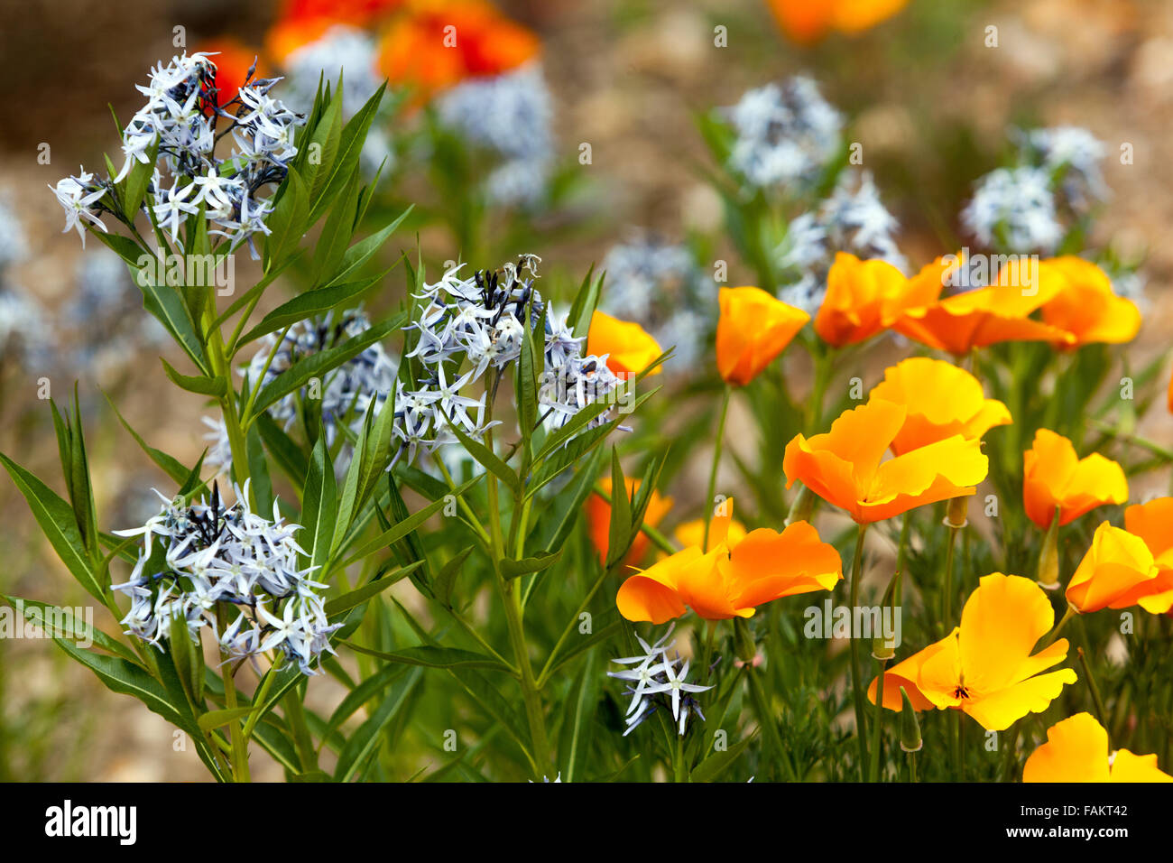 Threadleaf blue star, Amsonia hubrichtii e Papavero californiano, Eschscholzia californica, Foto Stock