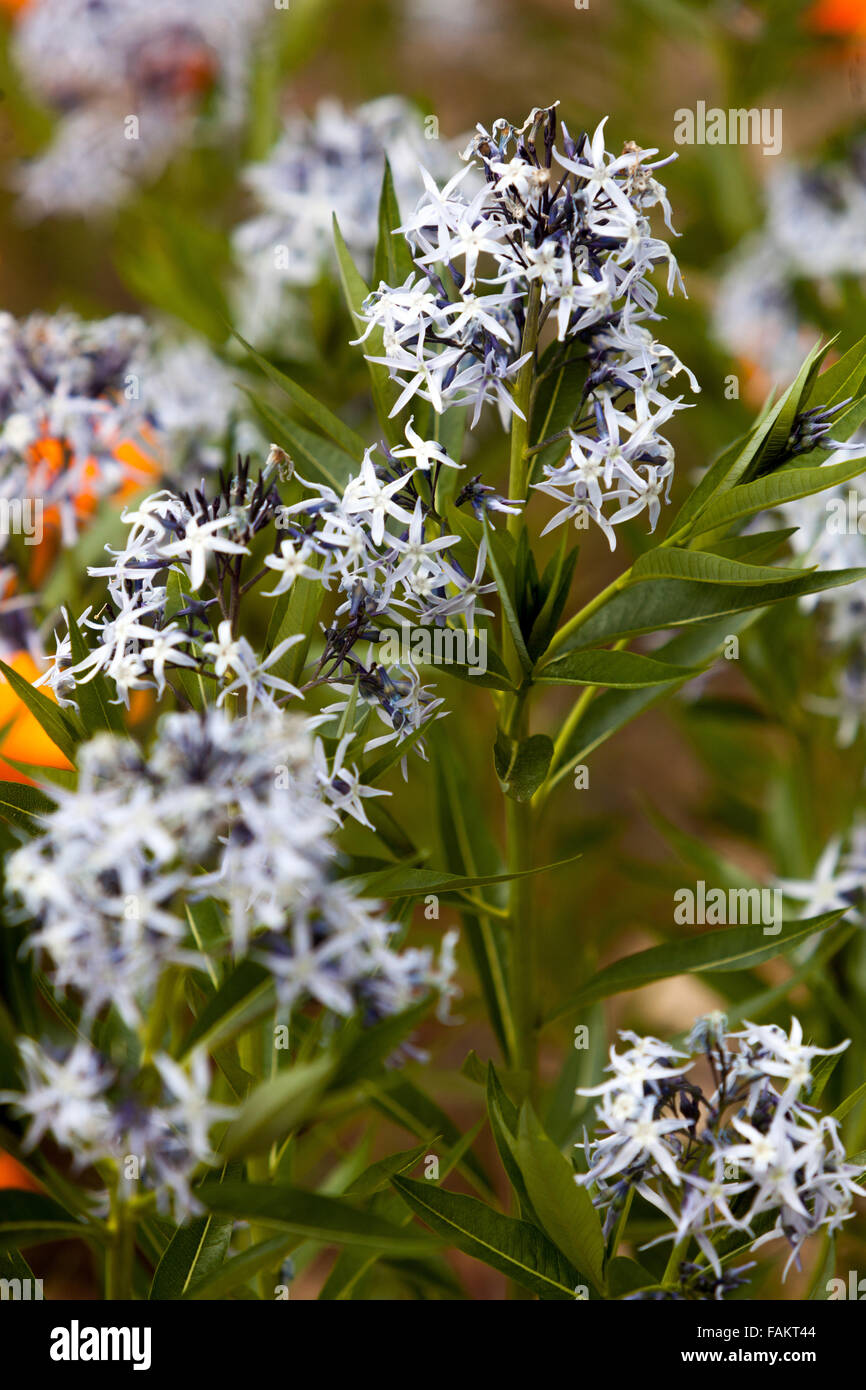 Threadleaf blue star, Amsonia hubrichtii Foto Stock