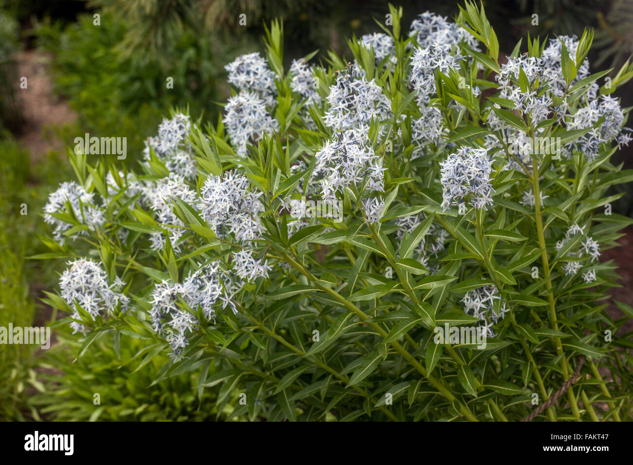 Amsonia hubrichtii, foglie strette Blue Star Foto Stock