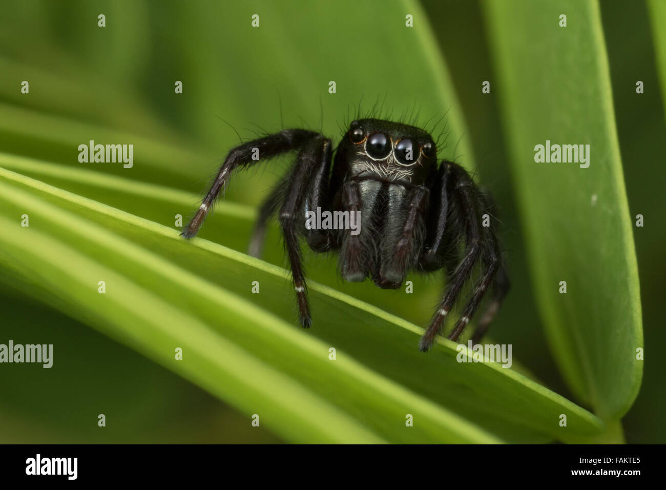 Salticidae, Jumping Spider Kaeng Krachan National Park, Thailandia. Foto Stock