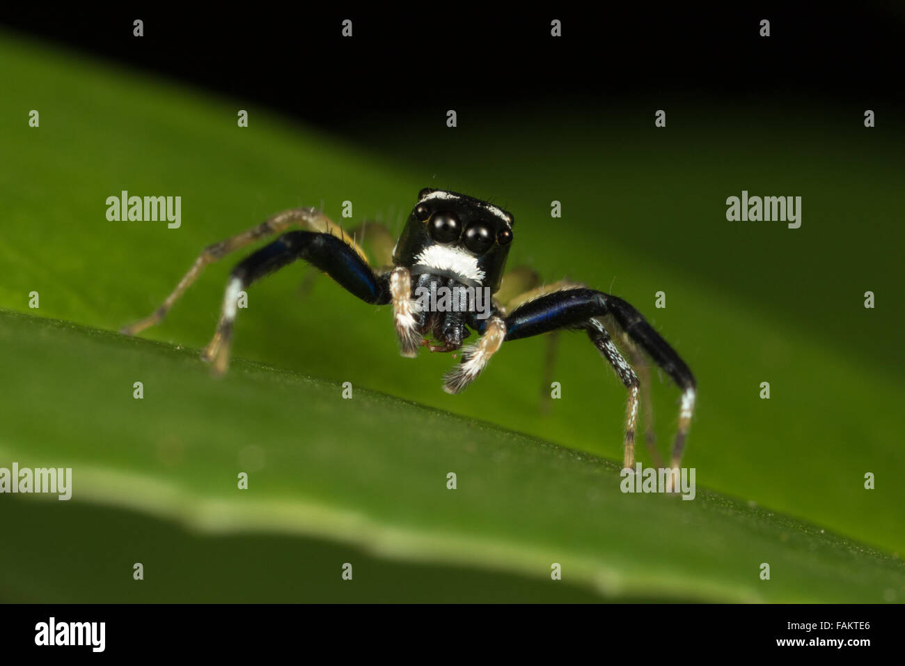 Salticidae, Jumping Spider nel Parco Nazionale di Khao Yai, Thailandia. Foto Stock