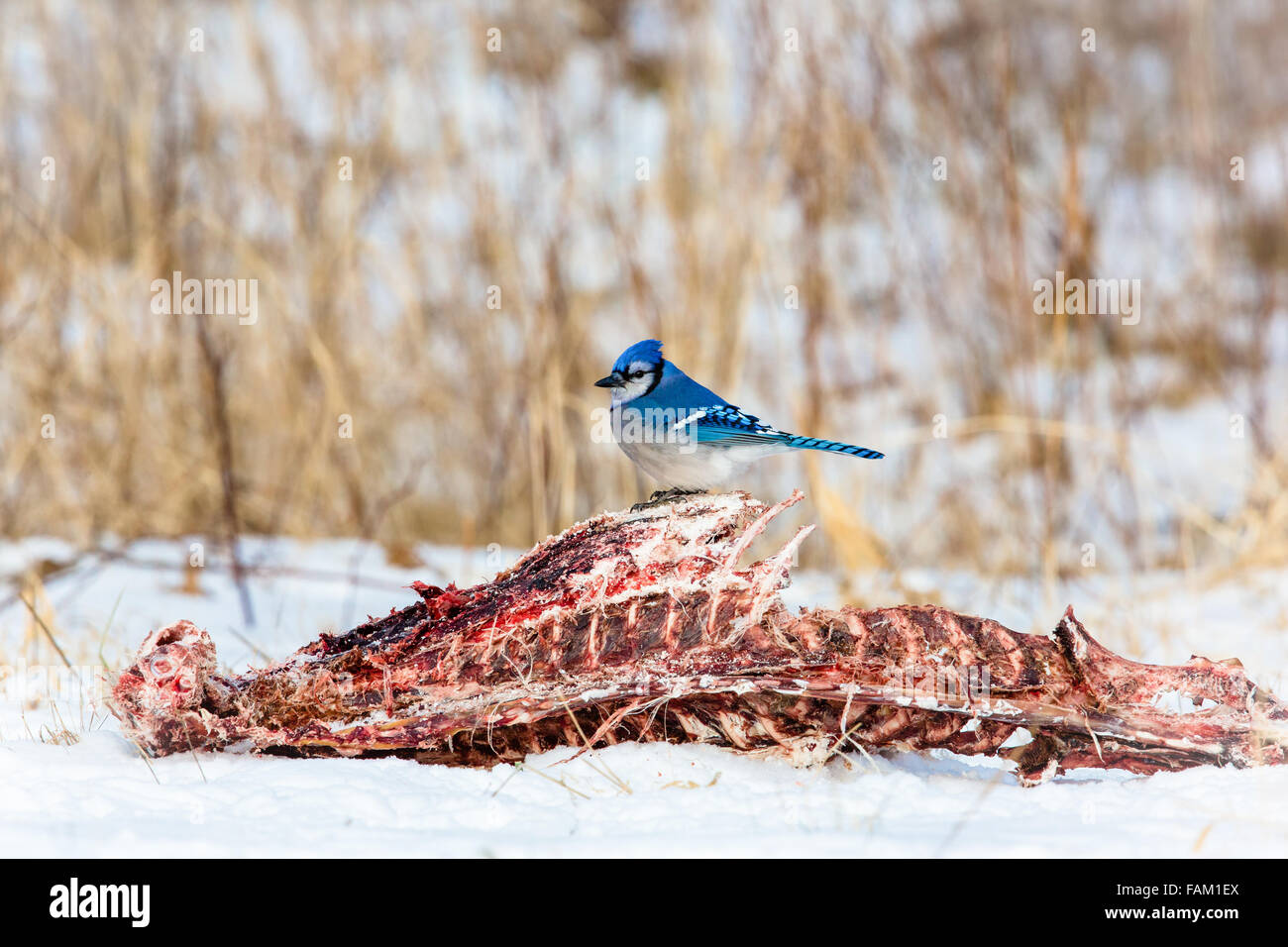 Blue Jay alimentazione su white-tailed deer gabbia toracica Foto Stock