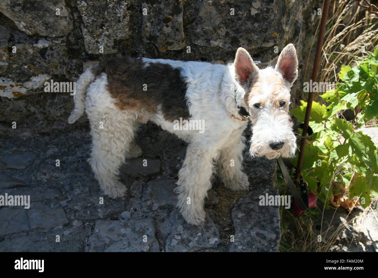 Cane, animale, pet, soffici Foto Stock