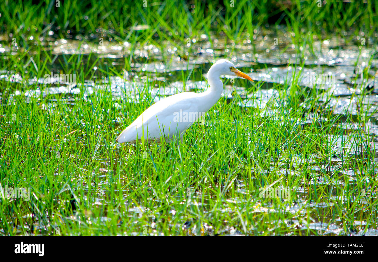 Uccello piccolo airone bianco,uccelli,fauna,feathery,caccia,in un bog,in un'erba,marsh,marsh bird,uccello tropicale tropici,,bianco Foto Stock