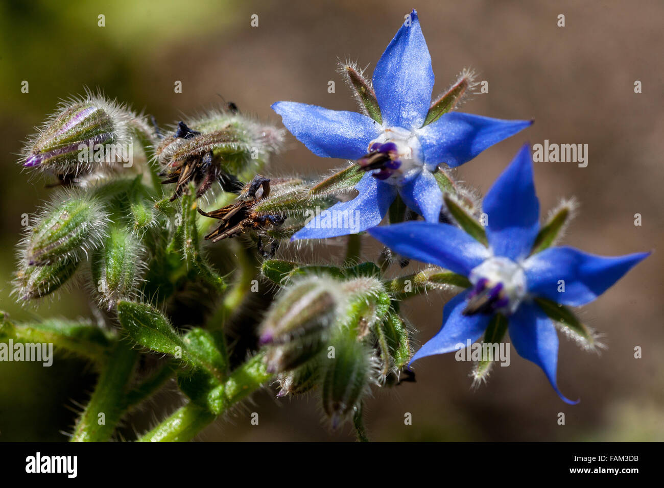 Borago officinalis Fiori in fiore Fiore da vicino, Borago officinalis primo piano Fiori in fiore Fiore blu, Fiori da vicino Erbe di borage Foto Stock