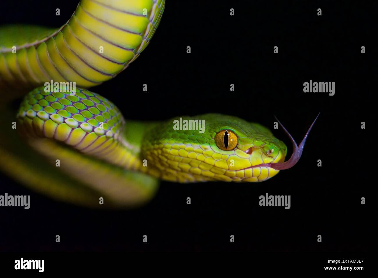 Bianco albero a labbro viper (Trimeresurus albolabris) avvolto elicoidalmente con linguetta Foto Stock