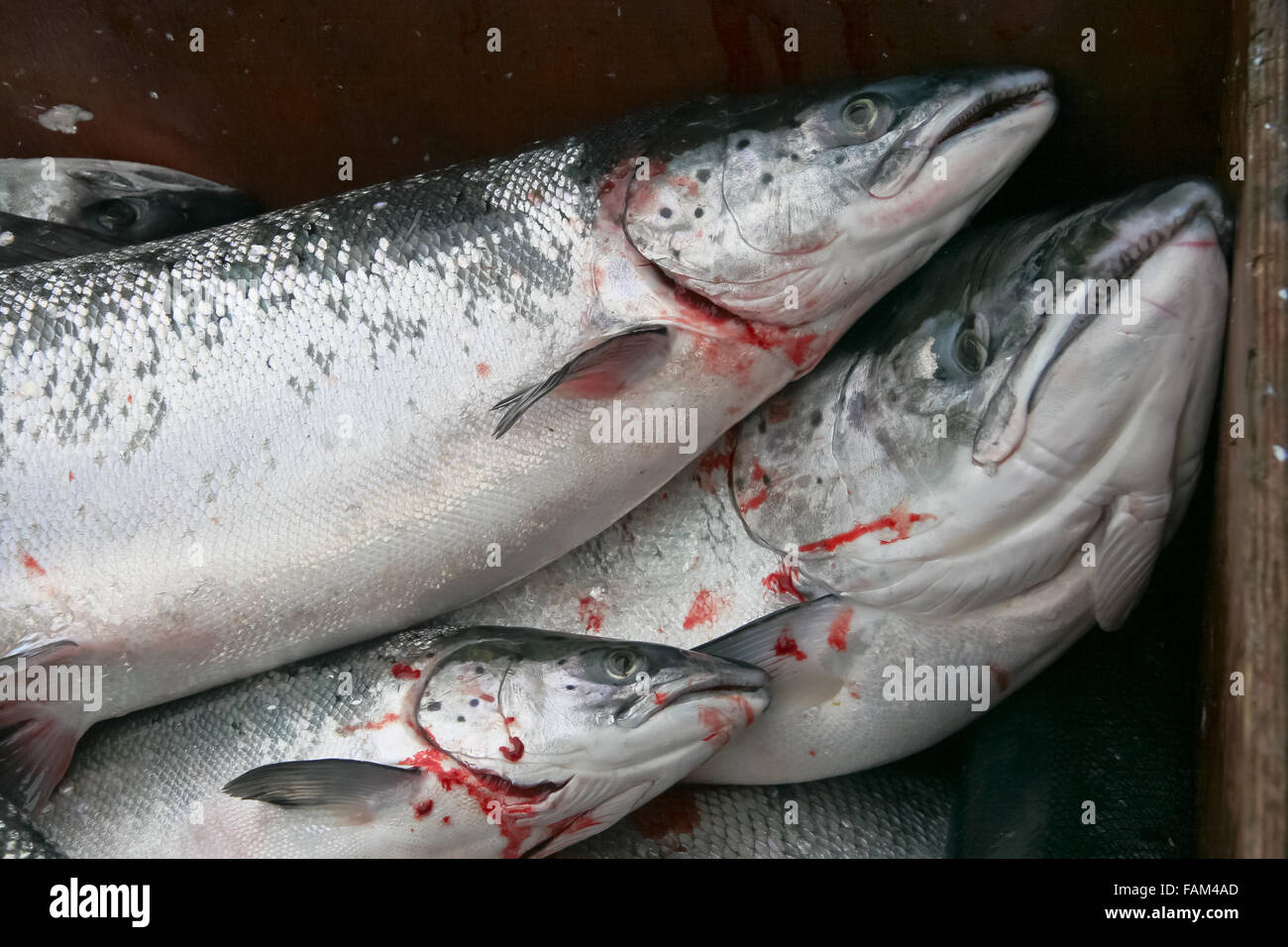 Pesca del salmone selvatico nel Mar Baltico Foto Stock