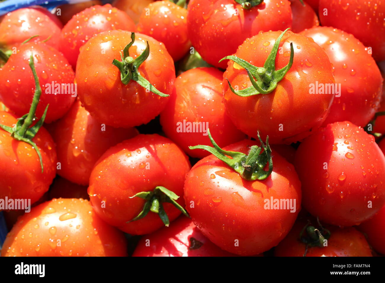 Ricca messe di mature e pomodori rossi Foto Stock