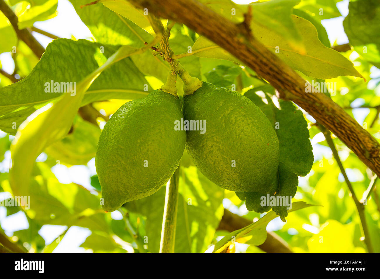 Due acerbi limone verde sull'albero, vicino, soft focus Foto Stock