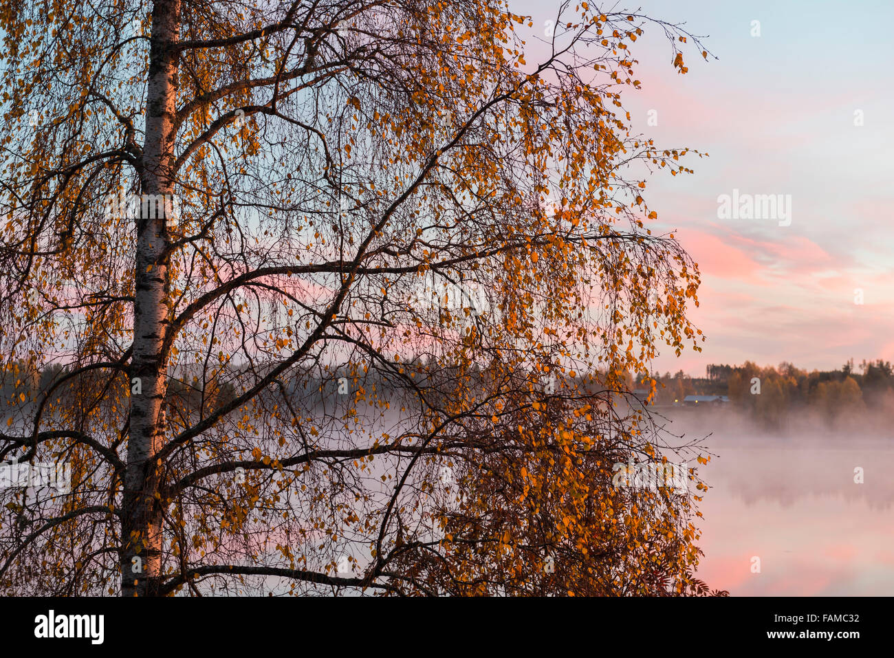 Lakeside betulla con foglie di autunno Foto Stock
