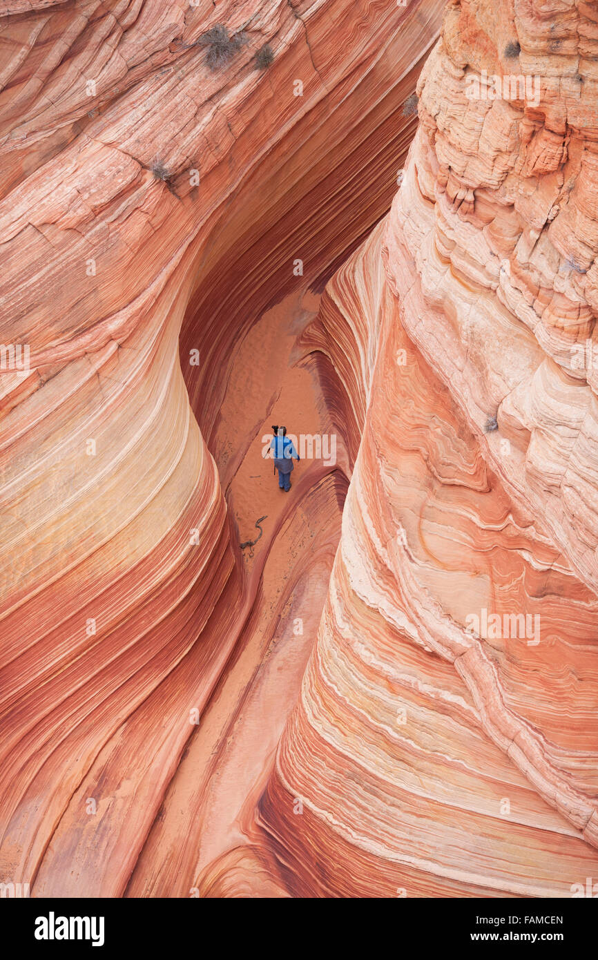 VISTA AEREA. Fotografo che cammina con il suo treppiede all'interno della formazione Wave Rock. Coyote Butte, Coconino County, Arizona, Colorado Plateau, USA. Foto Stock
