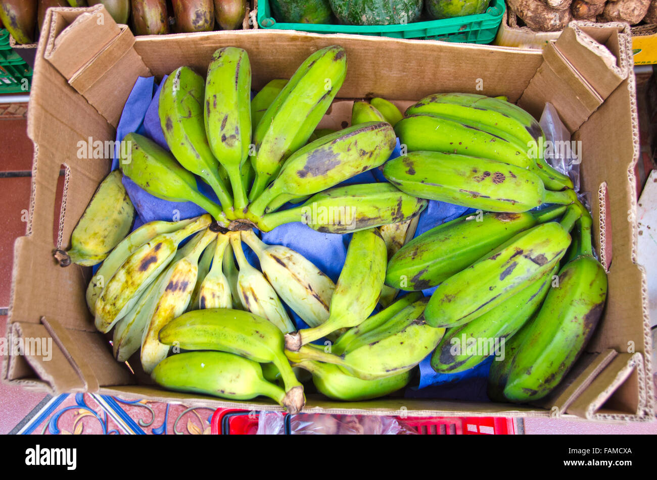 I grappoli di banane verdi in scatole di cartone in vendita nel mercato tropicale Foto Stock