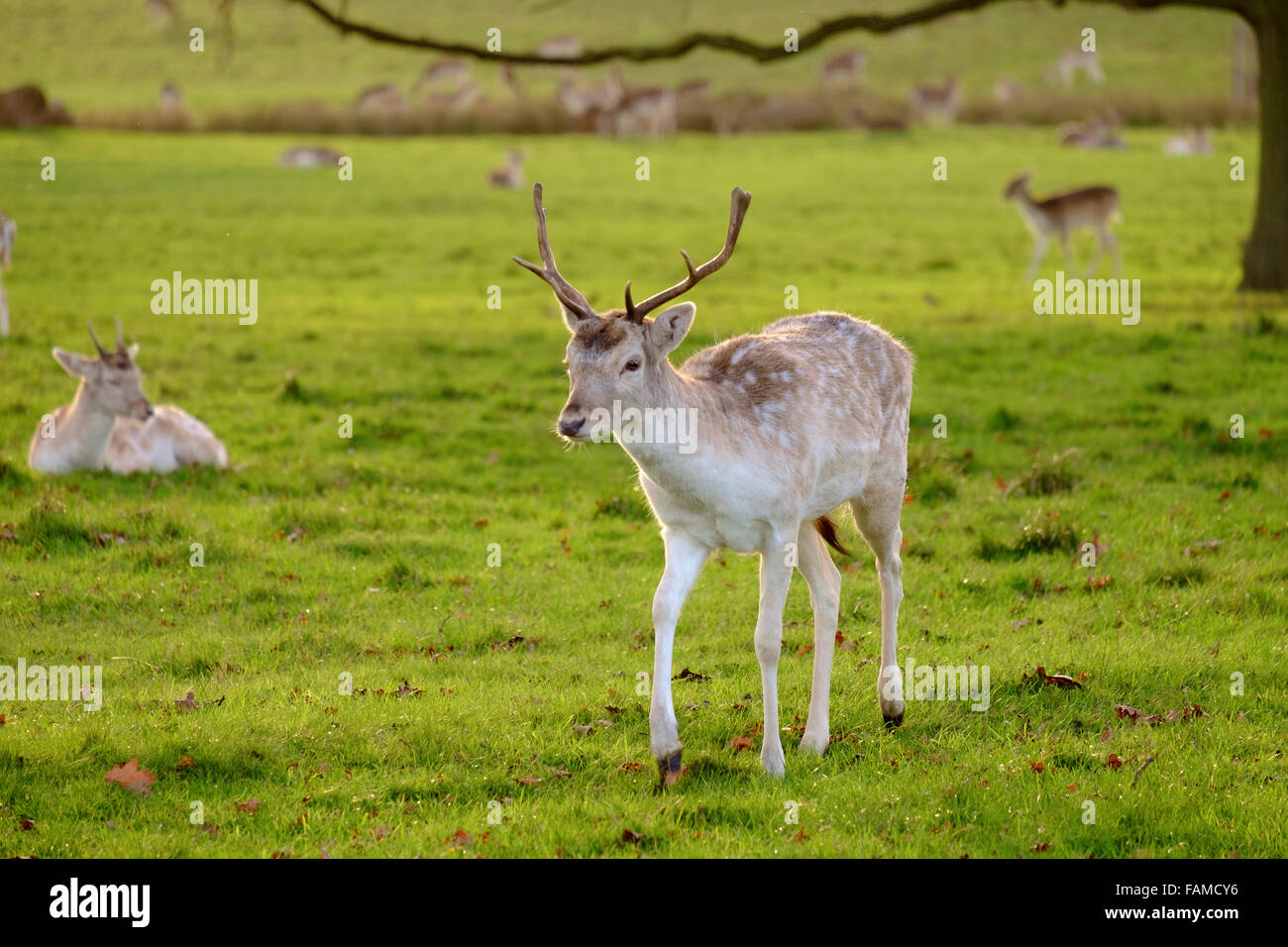 Il Parco di Richmond, a Richmond upon Thames, è stato creato da Carlo I nel XVII secolo come un parco dei cervi. Il più grande dei Royal Parks di Londra. Foto Stock