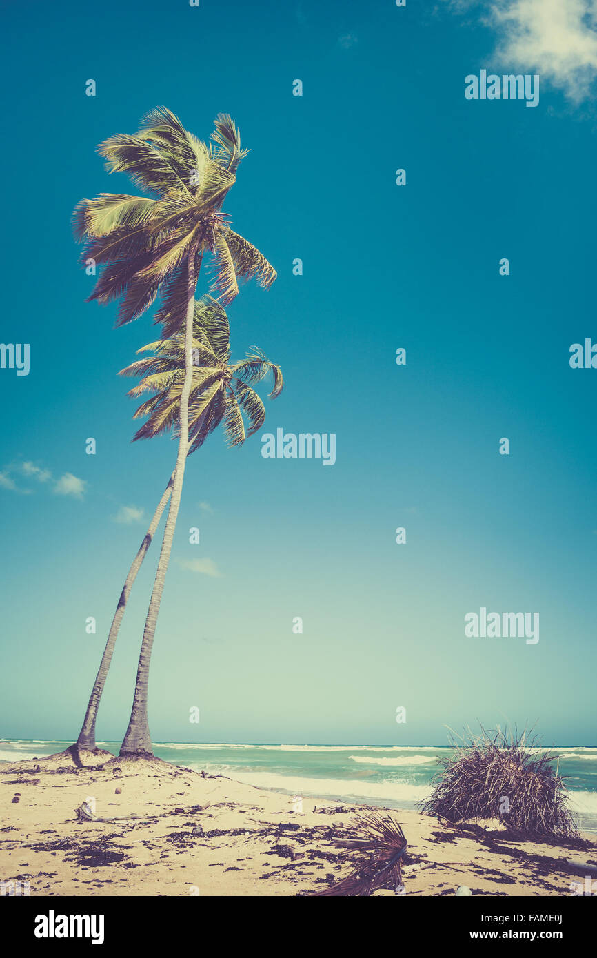 Spiaggia di sabbia e il palm tree in Repubblica Dominicana Foto Stock