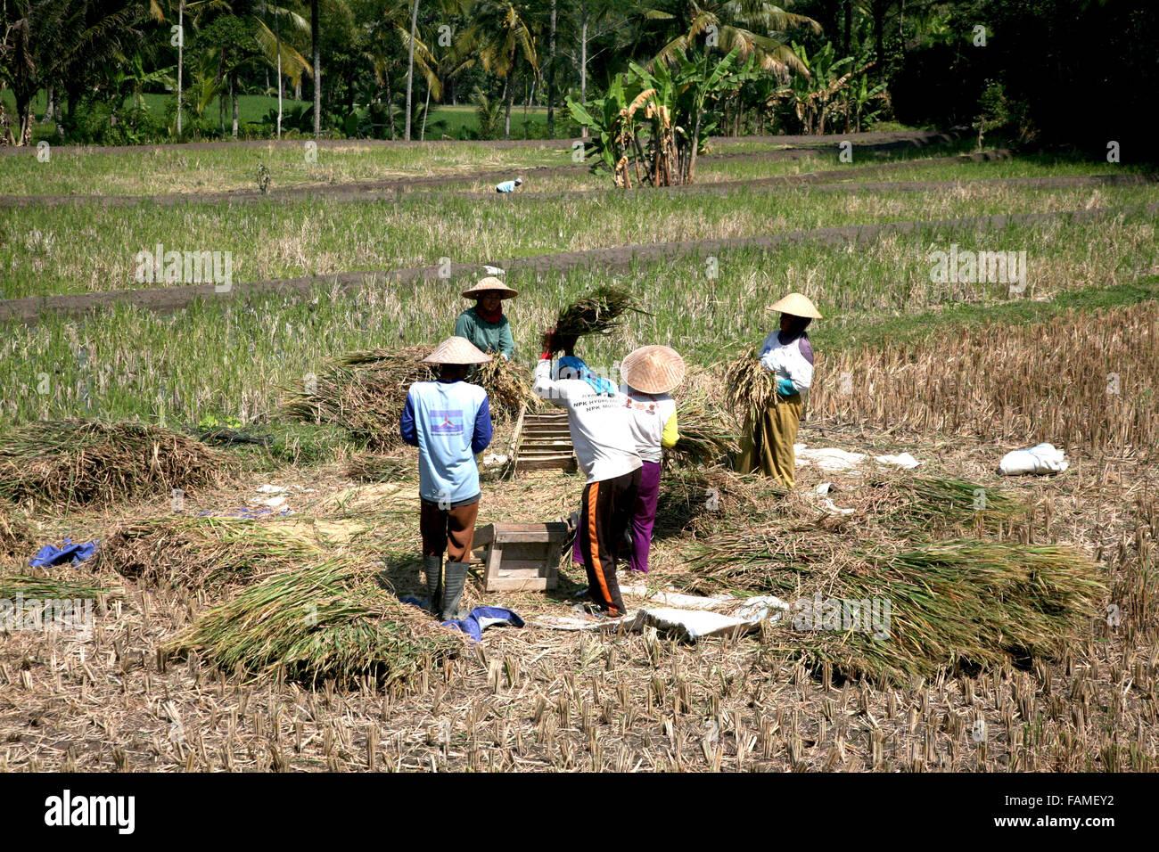 Indonesia Java Centrale Jogjakarta il raccolto di riso Adrian Baker Foto Stock