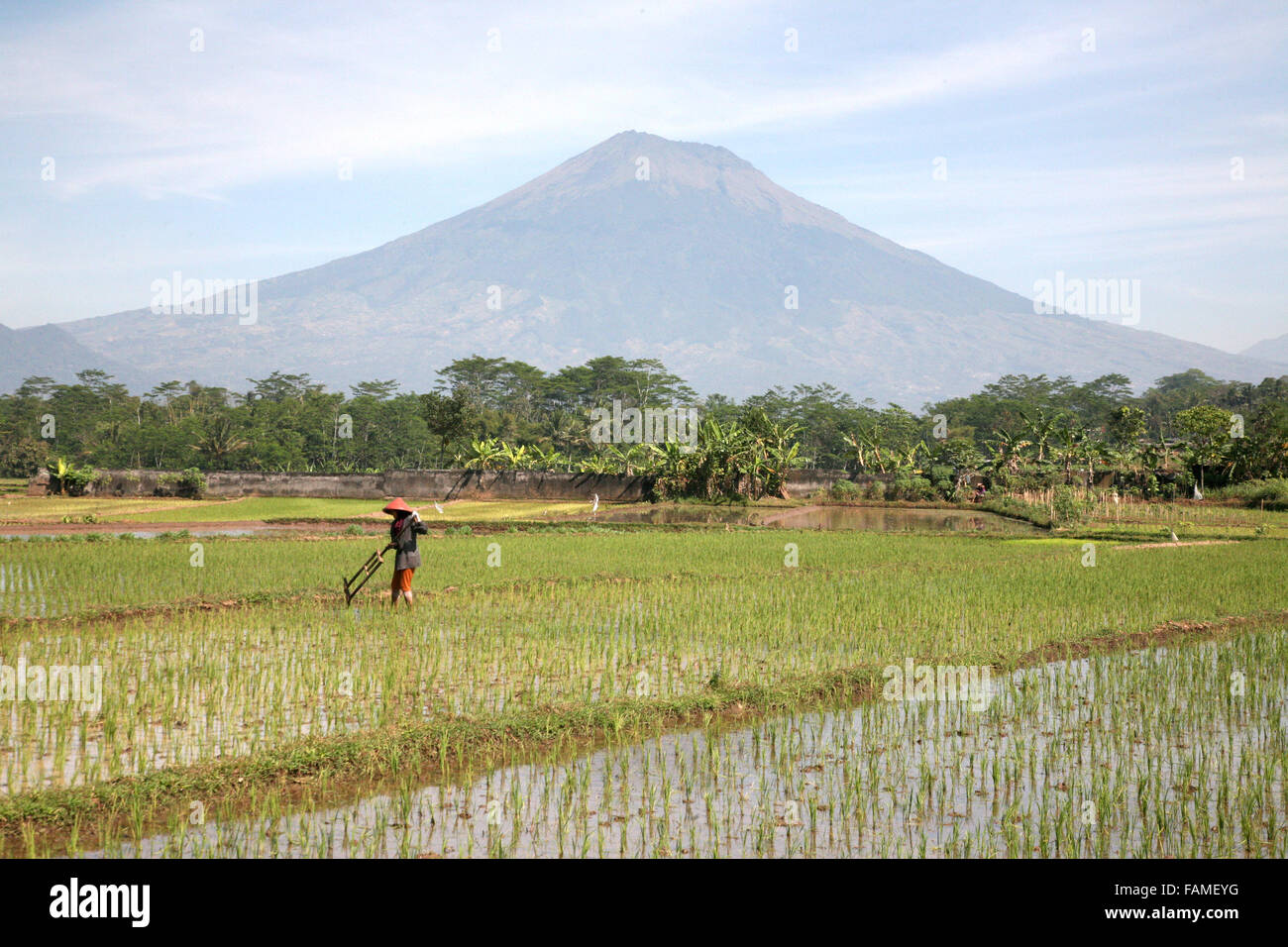 Indonesia Java Centrale Magelang piantagione di riso nella pianura tra i numerosi vulcani dell'area. Adrian Baker Foto Stock