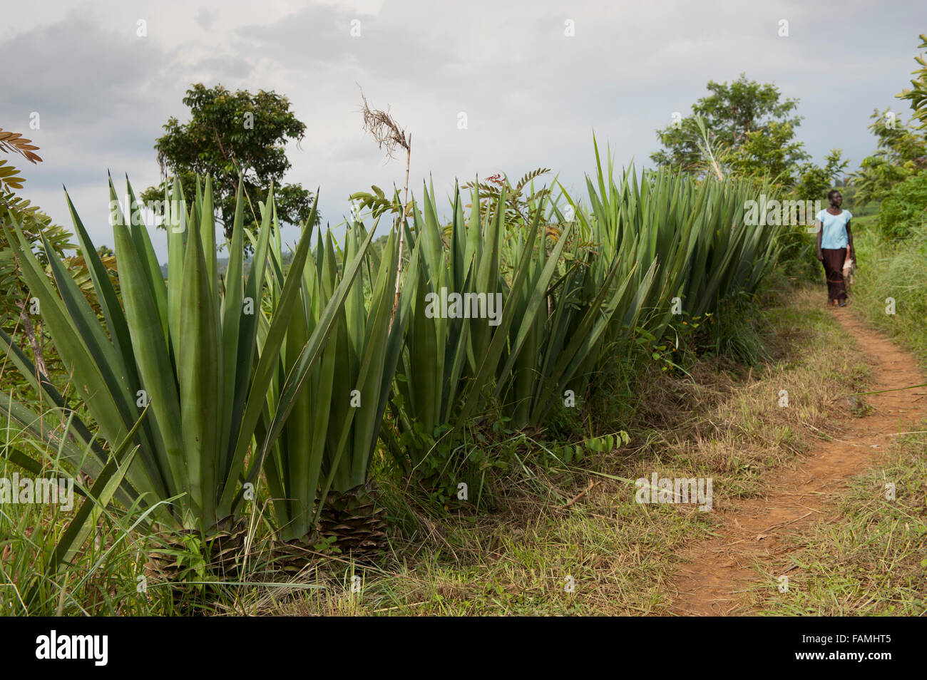 Sentiero con impianto di sisal, agave sisalana, utilizzato per la fabbricazione di funi, crescendo a fianco, in Kenya. Foto Stock
