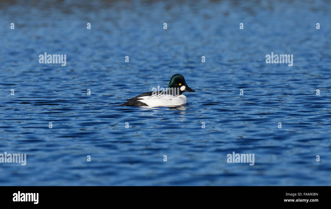 Un unico comune maschi di anatra Goldeneye nuotare in acqua in una giornata di sole. Foto Stock