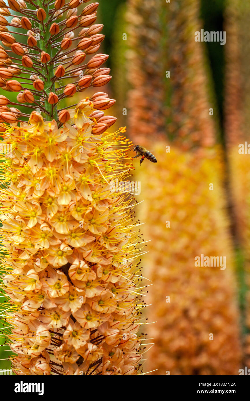 Eremurus isabellinus Cleopatra Foxtail Lily Lilies, deserto di candela ape volare Foto Stock