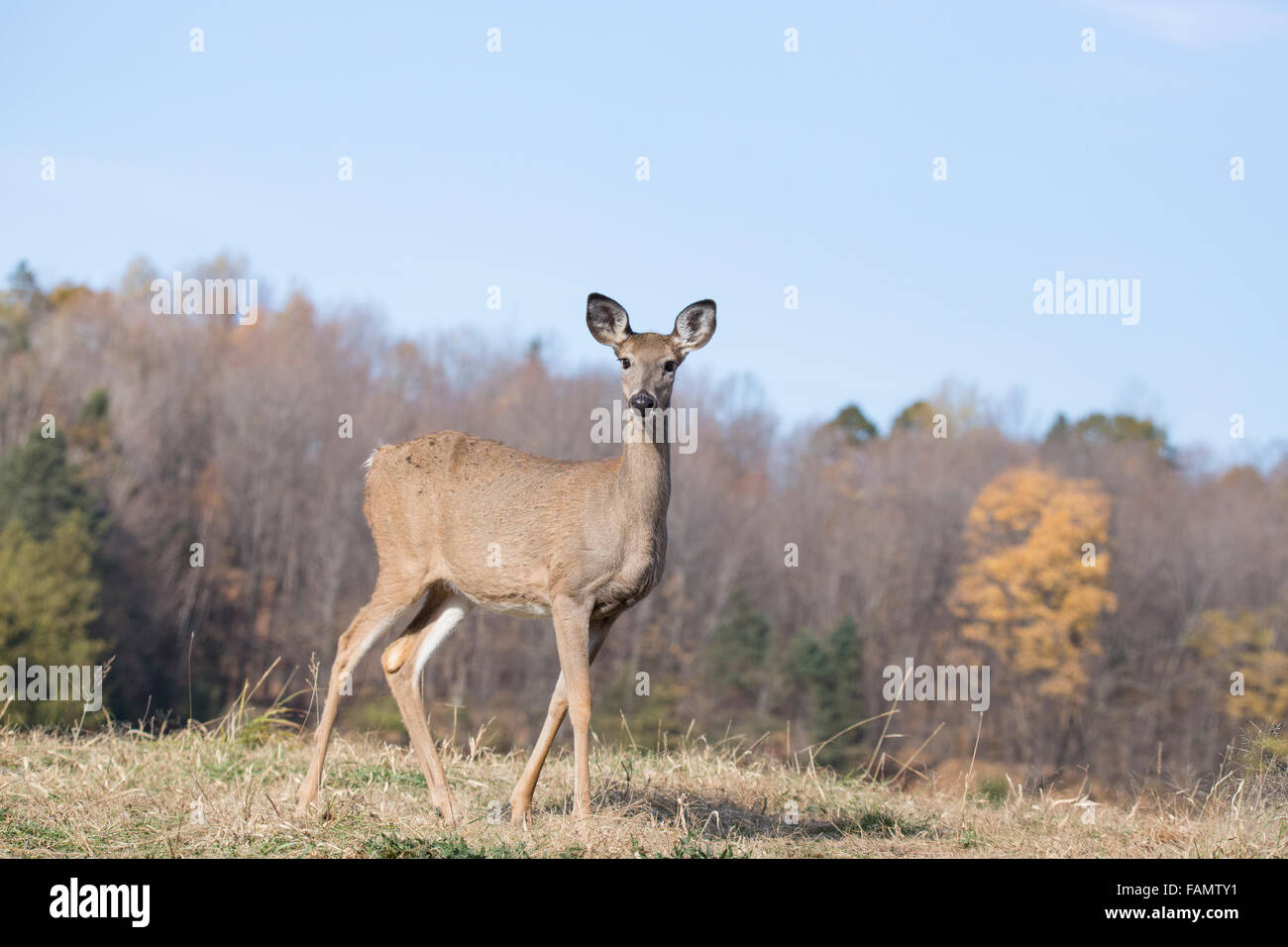 Cervi dalla coda bianca (Odocoileus virginianus) in autunno Foto Stock