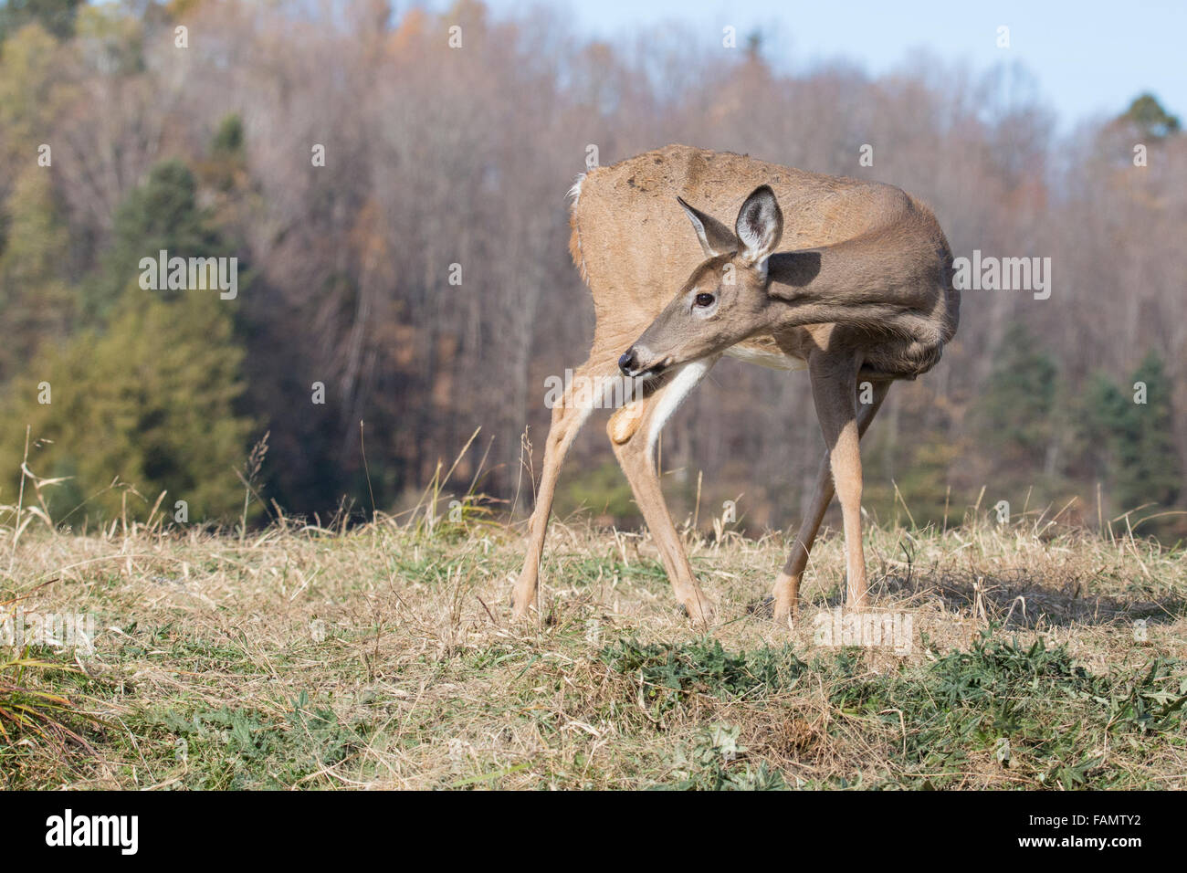 Cervi dalla coda bianca (Odocoileus virginianus) in autunno Foto Stock