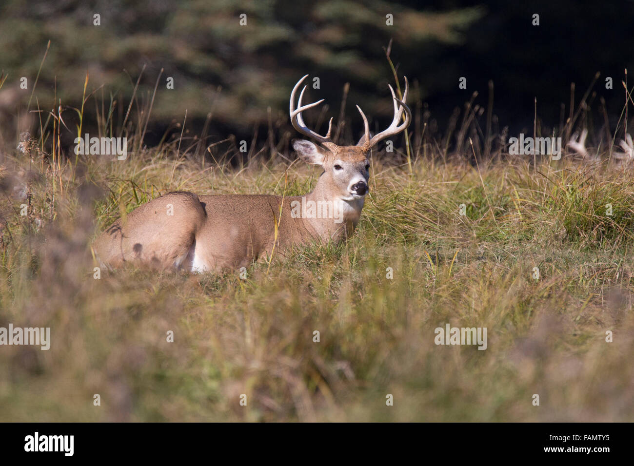 Cervi dalla coda bianca (Odocoileus virginianus) in autunno Foto Stock