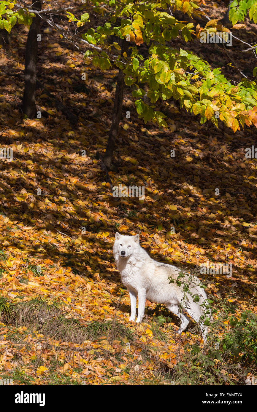 Quebec, Canada, a nord, freddo, più freddo Foto Stock