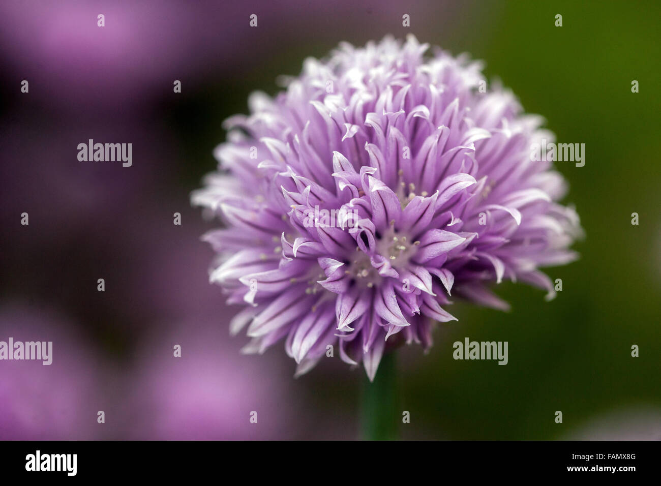 Allium schoenoprasum aglio erba cipollina, erba cipollina cinese Foto Stock