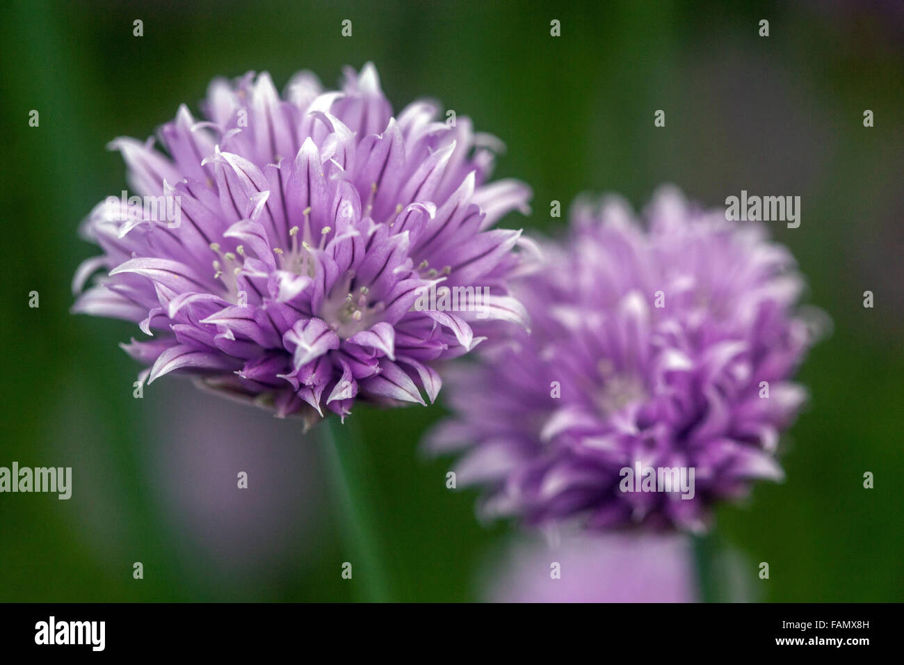 Allium schoenoprasum aglio erba cipollina, Cinese di erba cipollina Foto Stock